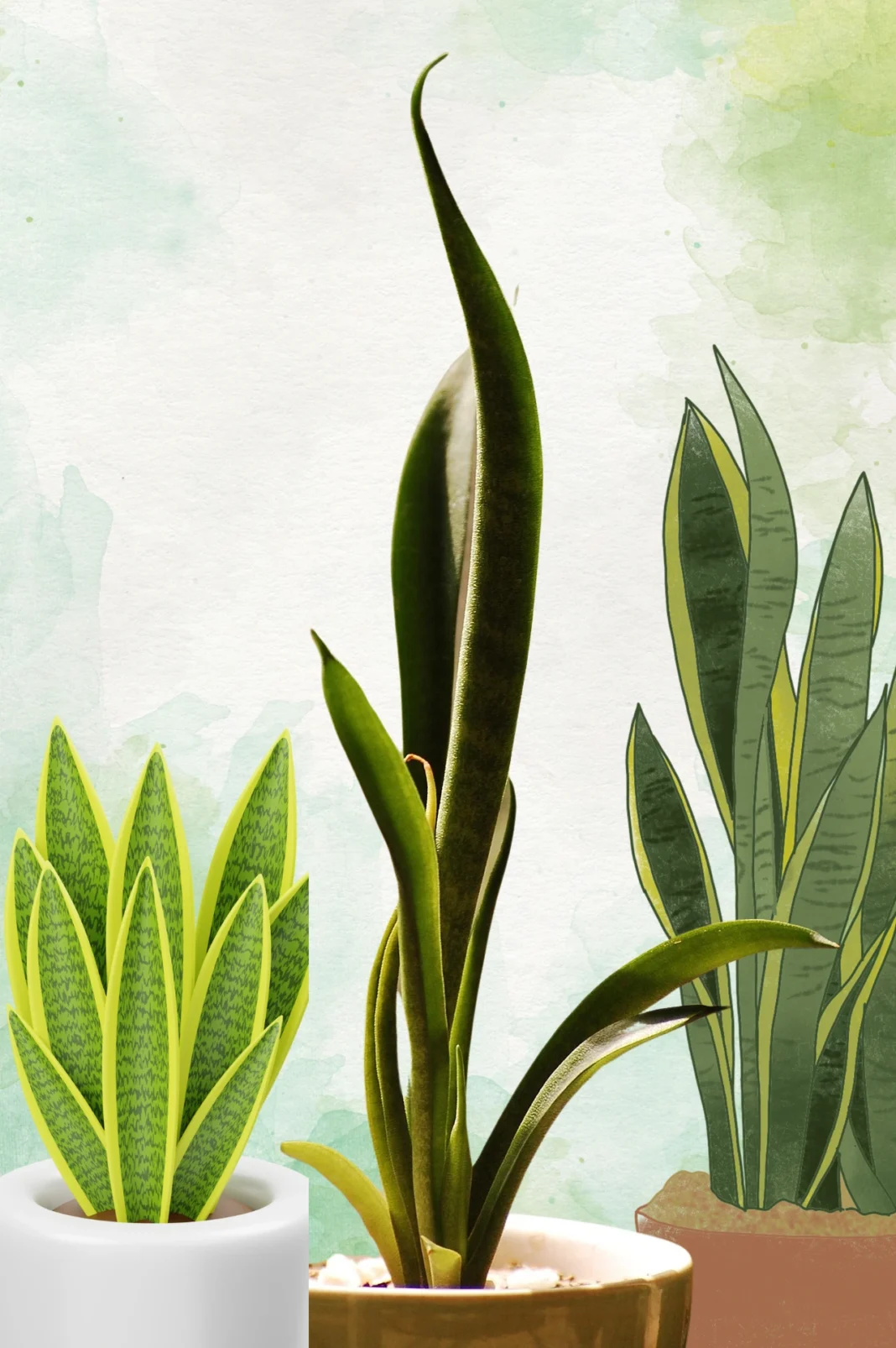how to propagate snake plant
