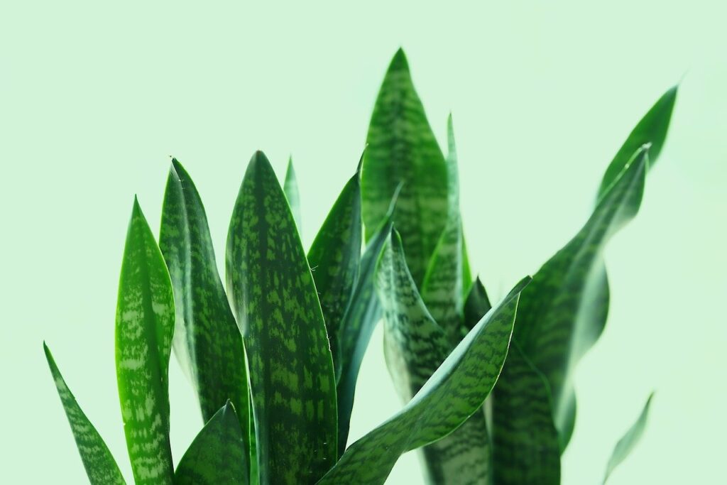 How to Propagate Snake Plant: A Comprehensive Guide 1 how to propagate snake plant